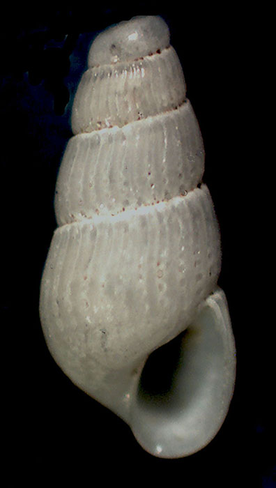 Chrysallida da identificare